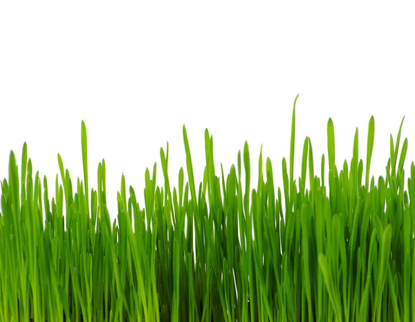 Groen gras — Stockfoto