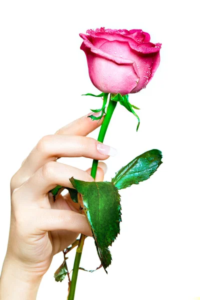 给一朵玫瑰。女人的手 图库照片
