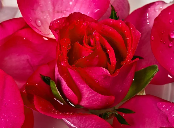 Close up of red rose — Stock Photo, Image