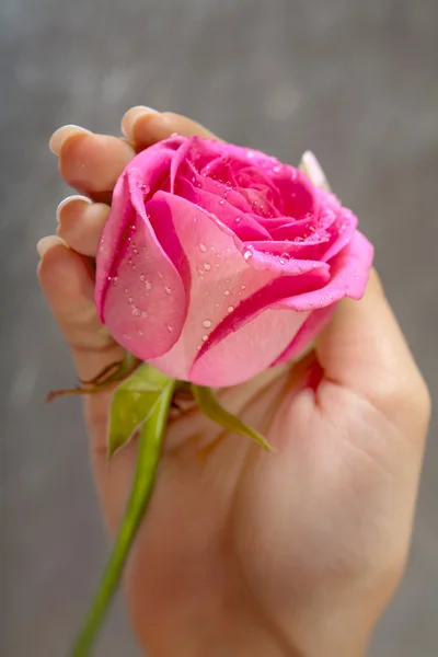 Δίνοντας ένα τριαντάφυλλο. Το χέρι της γυναίκας — Φωτογραφία Αρχείου