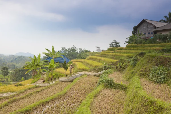 Campo de arroz del sudeste asiático — Foto de Stock