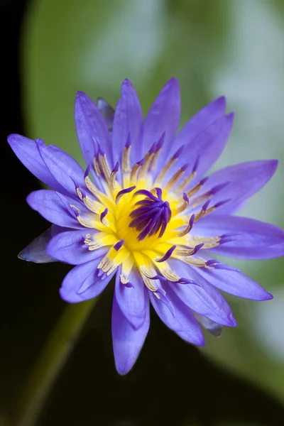 stock image Lotus Flower