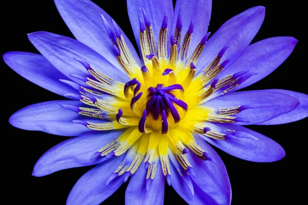 Квітка лотоса Ліцензійні Стокові Зображення