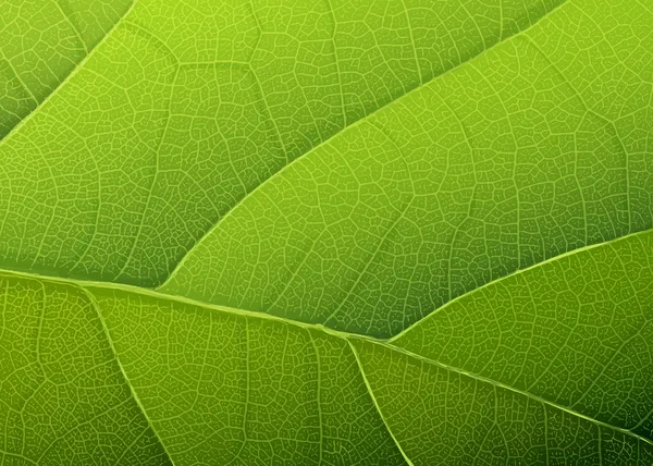 Grüne Blatttextur. Vektor-Hintergrund, eps10 — Stockvektor