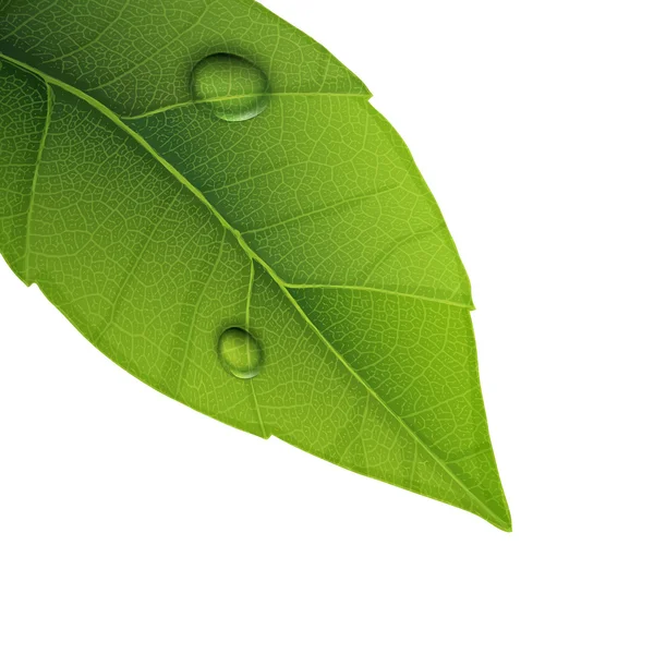 Grünes Blatt mit Wassertröpfchen, Nahaufnahme Vektorillustration. — Stockvektor