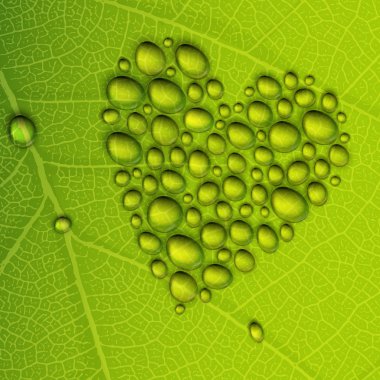 Kalp şekli çiğ yeşil yaprak düşer. vektör çizimi, eps10