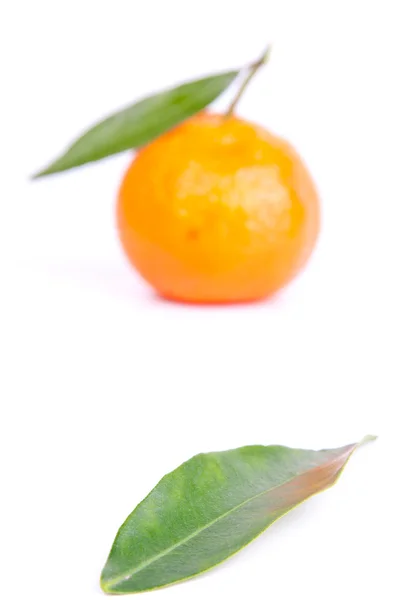 Mandarine — Photo