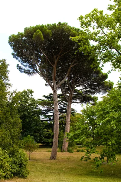 stock image Vorontsovskiy park in Crimea