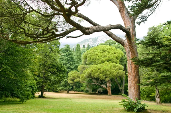 stock image Vorontsovskiy park in Crimea