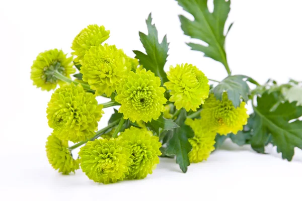 stock image Bouquet from green flower