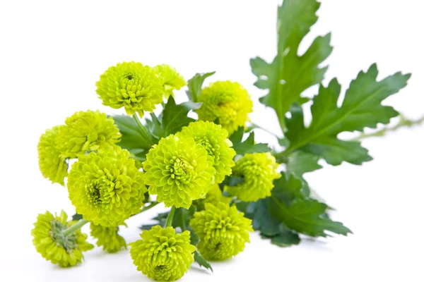 Stock image Green flower