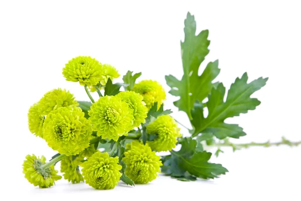 stock image Green flowers