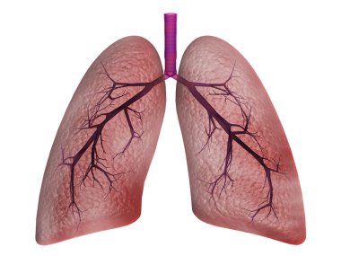 Lungs on a white background clipart