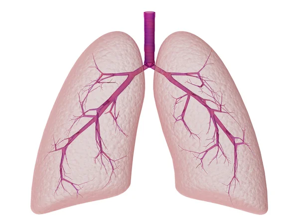 白い背景の上の肺 — ストック写真