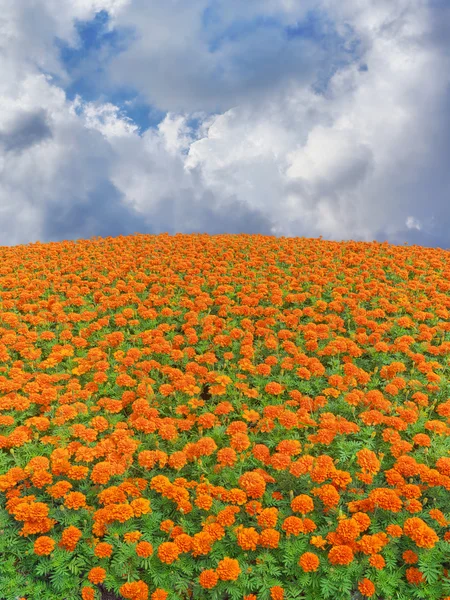 Stock image Flowers