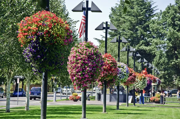 Colgando cestas de flores en un parque —  Fotos de Stock