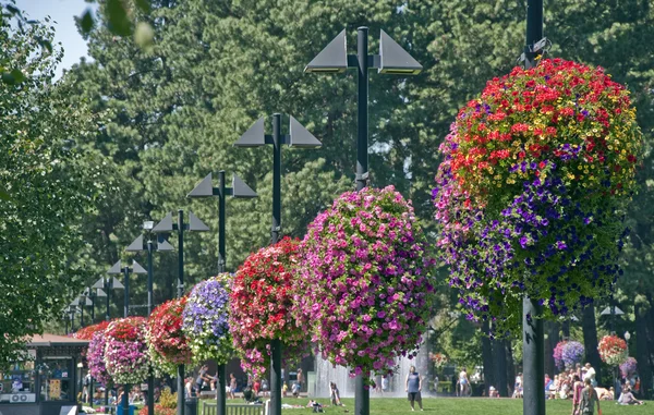 Висячие цветочные корзины — стоковое фото