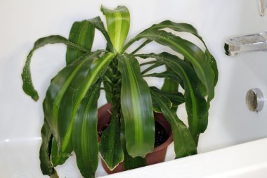 Houseplant Drying in the Tub clipart