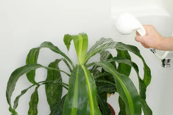 Dając houseplant prysznic — Zdjęcie stockowe