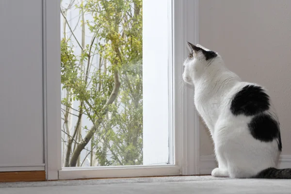 stock image Cat Looking Out a Window