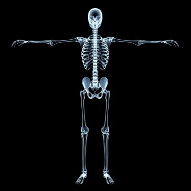 insan iskelet x-ray görüntü