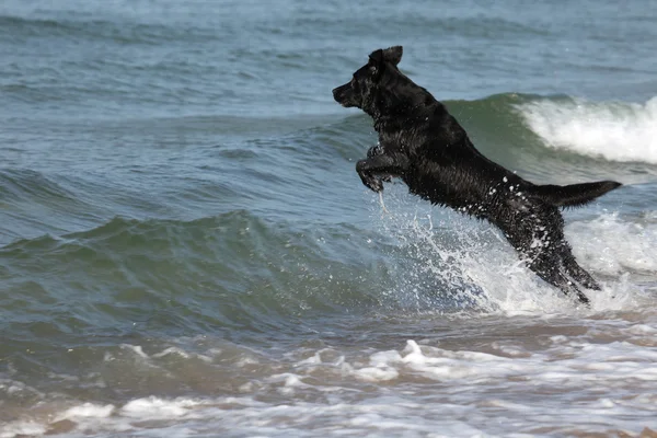 siyah köpek dalgalar üzerinde denize atlar.