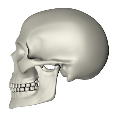 Human Skull - Side View clipart