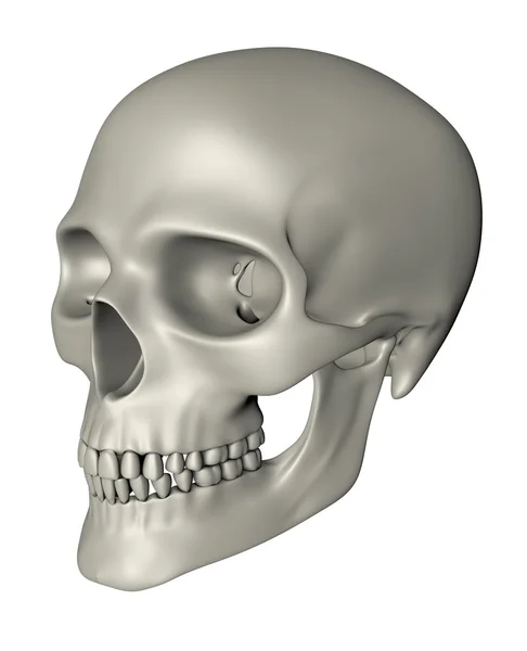 stock image Human Skull - Oblique Projection