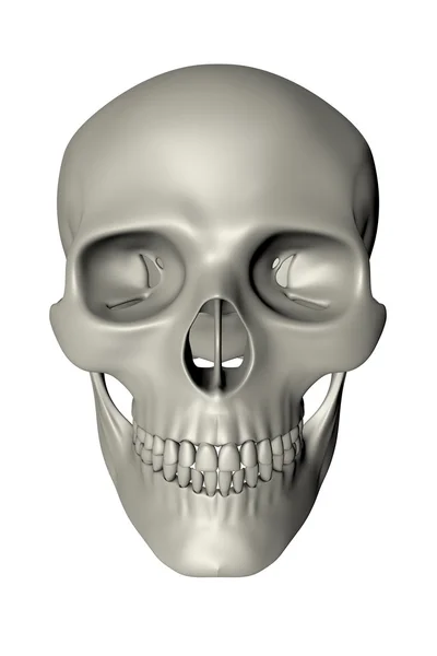 Crânio humano - Vista frontal — Fotografia de Stock