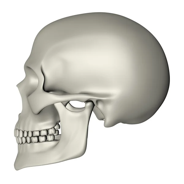Crâne humain - vue latérale — Photo