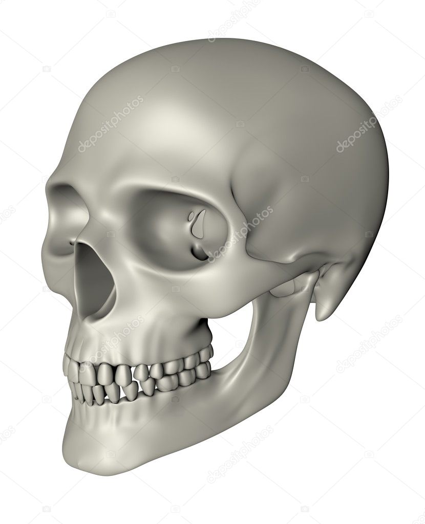 Human Skull - Oblique Projection