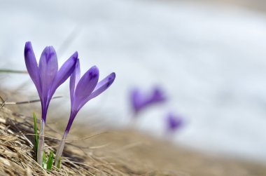 Sky flower, crocus, grass and snow clipart