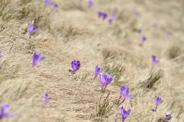 Bahar bu mor çiçek için uygun — Stok fotoğraf