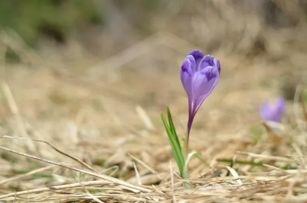 Croco primavera viola spingendo attraverso l'erba — Foto Stock