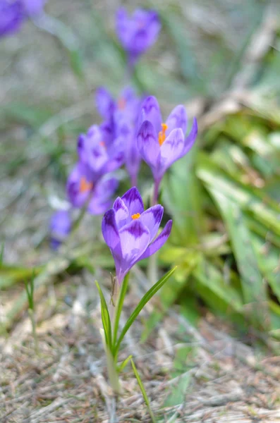 Gruppo di belle fioriture viola — Foto Stock
