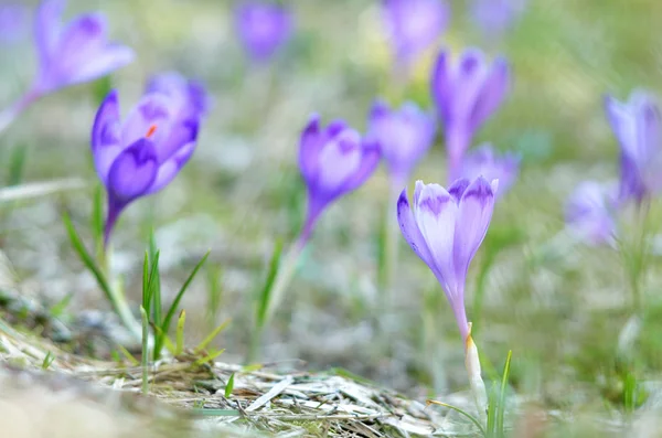Crocos violetas crescendo — Fotografia de Stock