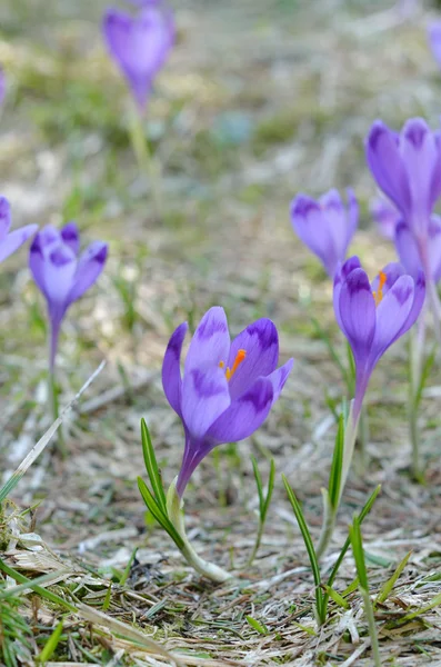 Krokus, Frühling in den Bergen — Stockfoto