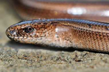 Slow worm lizard on sand clipart