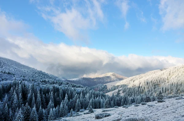 First snow in mountains, fir trees, clouds and mist — Stock Photo, Image