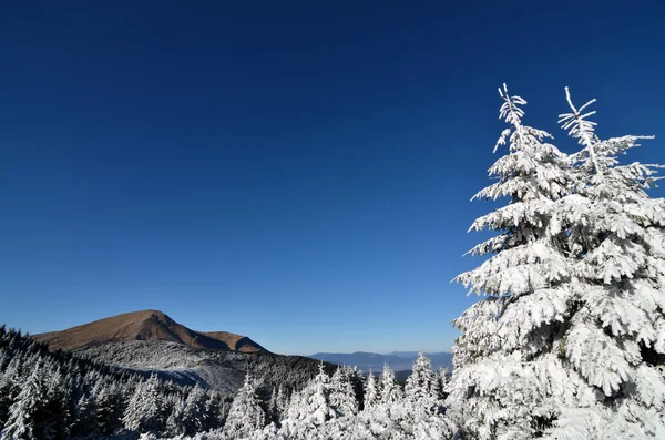 Ilk kar dağlar, çam ağaçları, bulutlar ve sis — Stok fotoğraf