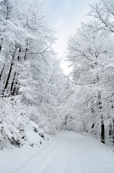 Beyaz yol donmuş ormanı — Stok fotoğraf