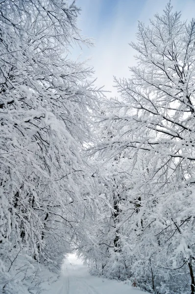 Vinterväg som kör mellan frysta träd — Stockfoto