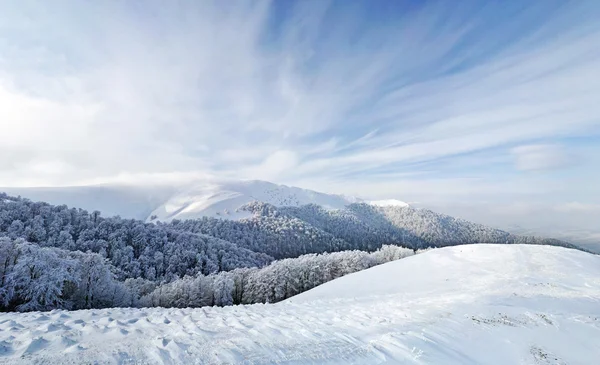 Forêt gelée et prairies dans le panorama des Carpates — Photo
