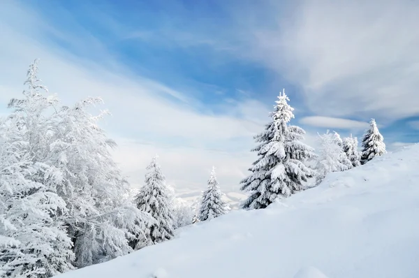 Vinter lugn berglandskap med vackra granar på sluttningen — Stockfoto