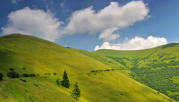 Mountain pastures in Ukraine — Stock Photo, Image