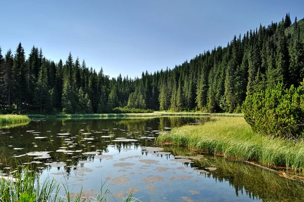 Таинственное озеро среди елок — стоковое фото