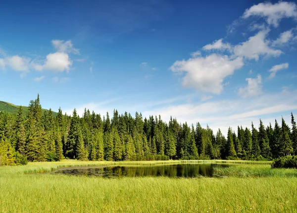 stock image Mysterious Marichaika lake in the forest