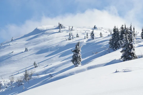 Vinter lugn berglandskap med snötäckta granar — Stockfoto