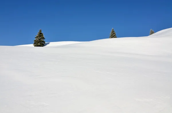 Trois sapins sur des collines enneigées — Photo