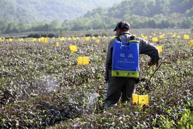 Worker on the tea plantation clipart